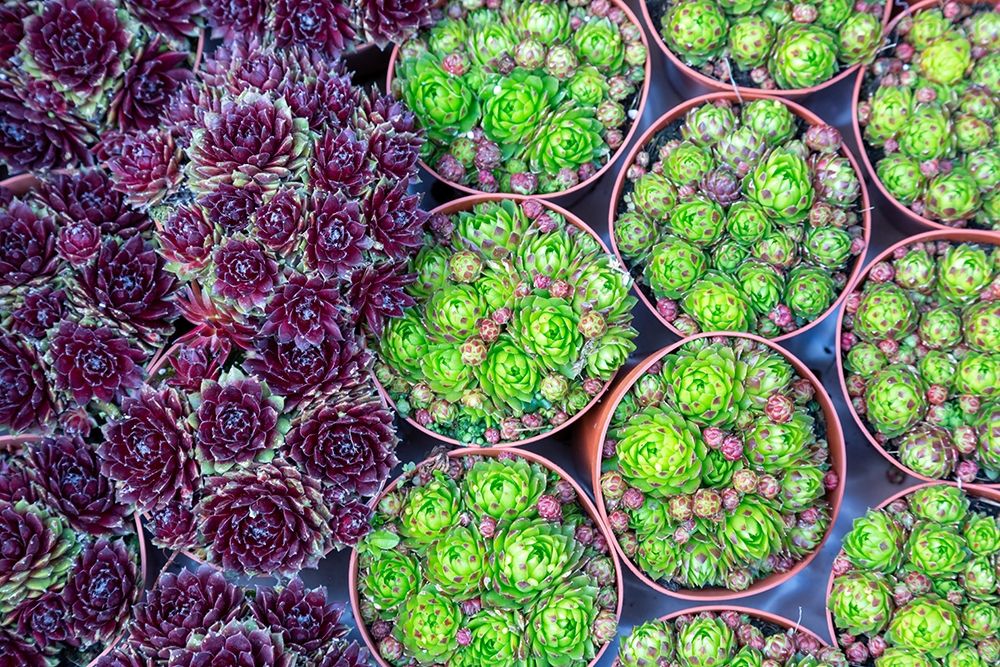 Netherlands-Amsterdam Close-up of succulents
